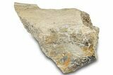 Dinosaur (Triceratops) Bone Section - Montana #300450-1